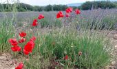 Tour Wandern Rustrel - le Colorado de Rustrel  - Photo 5