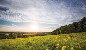 Tocht Stappen Ronse - taalgrens_wandelroute - Photo 1