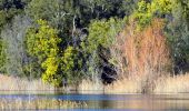 Randonnée Marche Bormes-les-Mimosas - Barrage du Trapan - Pellegrin - Photo 5