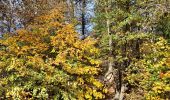 Tour Wandern Versailles - Étangs de la Minière  - Photo 2