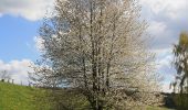 Tour Zu Fuß Ebersburg - Rhön-Rundweg 2 Weyhers - Photo 3