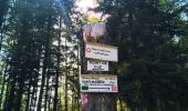 Randonnée Marche Bussang - Trek alsacien (boucle rochelotte) - Photo 5