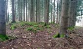 Randonnée A pied Buchen (Odenwald) - Rundwanderweg Waldhausen 2 Grauer-Forst-Weg - Photo 7