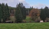 Tocht Stappen Vielsalm - rando bihain 19-11-2023 - Photo 1