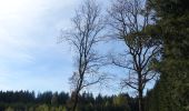 Trail Walking Martelange - Forêt d'Anlier - Le Gros Hêtre - Photo 2