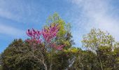 Tocht Noords wandelen Le Bosc - Le Bosc Grandmont Avril 2021 - Photo 13