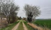 Randonnée Marche Gélannes - GÉLANNES, le village et les champs de céréales - Photo 3