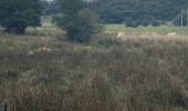 Trail Walking Recoules-d'Aubrac - Recouverte - Photo 4