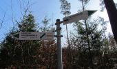 Tour Zu Fuß Blankenberg - Naturlehrpfad 