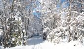 Randonnée Raquettes à neige Saint-Agnan-en-Vercors - Beure - Écondus - Photo 1
