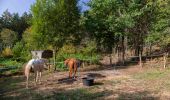 Trail Horseback riding Libramont-Chevigny - Saint-Hubert rte Madame artagnan proposition 1 - Photo 2