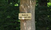Tour Wandern Oigny-en-Valois - en forêt de Retz_81_vers les étangs de Bourcq et sur le GR11 - Photo 7