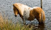 Trail On foot Nederweert - Paardenbegrazing - Photo 4