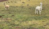 Trail Walking Stavelot - Stavelot 13 Km - Photo 13