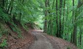 Percorso Marcia Bernkastel-Kues - A travers les Vignes de la Moselle 🌿 - Photo 4