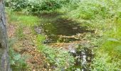 Tour Zu Fuß Roding - Wilder Mann 059, Naturpark Vorderer Bayerischer Wald - Photo 1