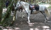 Trail Horseback riding Pont-de-Poitte - poitre binans 14/o7/19 - Photo 7