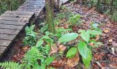 Randonnée Marche Petit-Bourg - Maison de la foret et trace des  ruisseaux - Photo 3