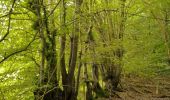 Trail On foot Broxbourne - Broxbourne Woods NNR Trail - Photo 2