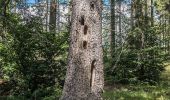 Tour Zu Fuß Steinach - Auf den Spuren des Schieferbergbaus - Photo 6