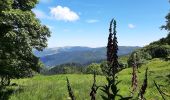 Trail Walking La Bresse - kastelberg-altenweiher 20240708 - Photo 2