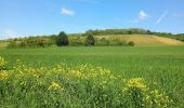 Tocht Stappen Joigny - Joigny par les vignes  - Photo 1