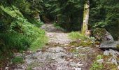 Trail Walking La Bresse - boucle la Bresse - lac des corbeaux - rocher du lac - Ã©tang de sechemer - la Bresse  - Photo 17