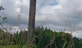 Tocht Stappen Septmoncel les Molunes - mo sentier des lapidaires - Photo 4