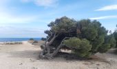 Trail Walking Leucate - la franqui - phare du cap de leucate / retour par la falaise et la plage  - Photo 12