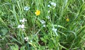 Trail Walking Spa - berinzenne fleurie - Photo 9
