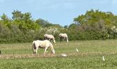 Excursión Marcha nórdica Soulac-sur-Mer - Gr81 de Soulac à St Vivien - Photo 2