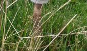 Tocht Stappen Sarrancolin - nistos Nestea fait G4 - Photo 2