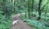 Excursión Senderismo Saint-Cyr-le-Chatoux - Saint-Cyr-le-Chatoux / 10 km - Photo 3