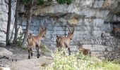 Tour Wandern Die - Le Glandasse (Abbaye-Comptoir à moutons-Fauchard-Abbaye) - Photo 20