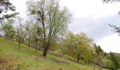 Tocht Te voet Weikersheim - Teufelstal bei Elpersheim - Photo 8