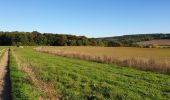 Randonnée Marche Gesves - Mozet - Châteaux de Faulx-les-Tombes et d'Arville - Photo 5