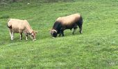 Excursión Senderismo Recoules-d'Aubrac - Recouverte - Photo 1