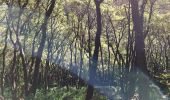 Trail Walking Roquebrune-sur-Argens - La Bouverie - Gorges du Blavet - Grotte du Muéron - Photo 3