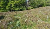 Trail Walking Saint-Urcize - AVEYRON . S URCIZE . CASCADE DE JIOU JIOU O  - Photo 2