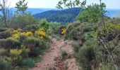 Trail Walking Val-d'Aigoual - L'Esperou  Le Vigan GR 7 - Photo 1