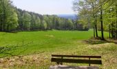 Randonnée A pied Pegnitz - Rundweg Hollenberg 4 grün - Photo 3