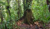 Tour Wandern Petit-Bourg - Maison de la foret et trace des  ruisseaux - Photo 2