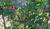 Percorso Marcia Le Beausset - bastide les 4 freres - Photo 1