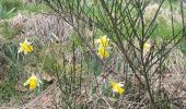 Trail On foot Büllingen - Balade des Jonquilles Krinkelt 12 Km - Photo 10