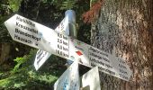 Trail On foot Oberharmersbach - Riersbach - Hark - Photo 7