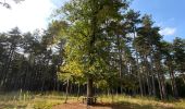 Percorso Marcia Oud-Heverlee - Vaalbeek - Forêt de Meerdal - Photo 1