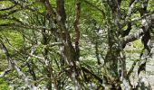 Trail Walking Estaing - 190514-Lac Estaing/Lac du Plat de Praat - Photo 10