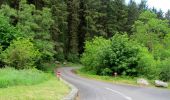 Percorso A piedi Sconosciuto - Rostrevor Forest - Slievebane Trail - Photo 9