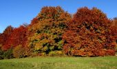 Tour Zu Fuß Gomadingen - Mägerkingen - Steinhilben - Photo 1