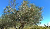 Trail Walking Le Val - le cuit le val - Photo 7